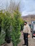 Leylandy Avem mai multe dimensiuni. Transportul este asigurat
