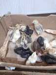 Vând 21 de pui de casă țărănești de 3 săptămâni cu 15 lei bucata