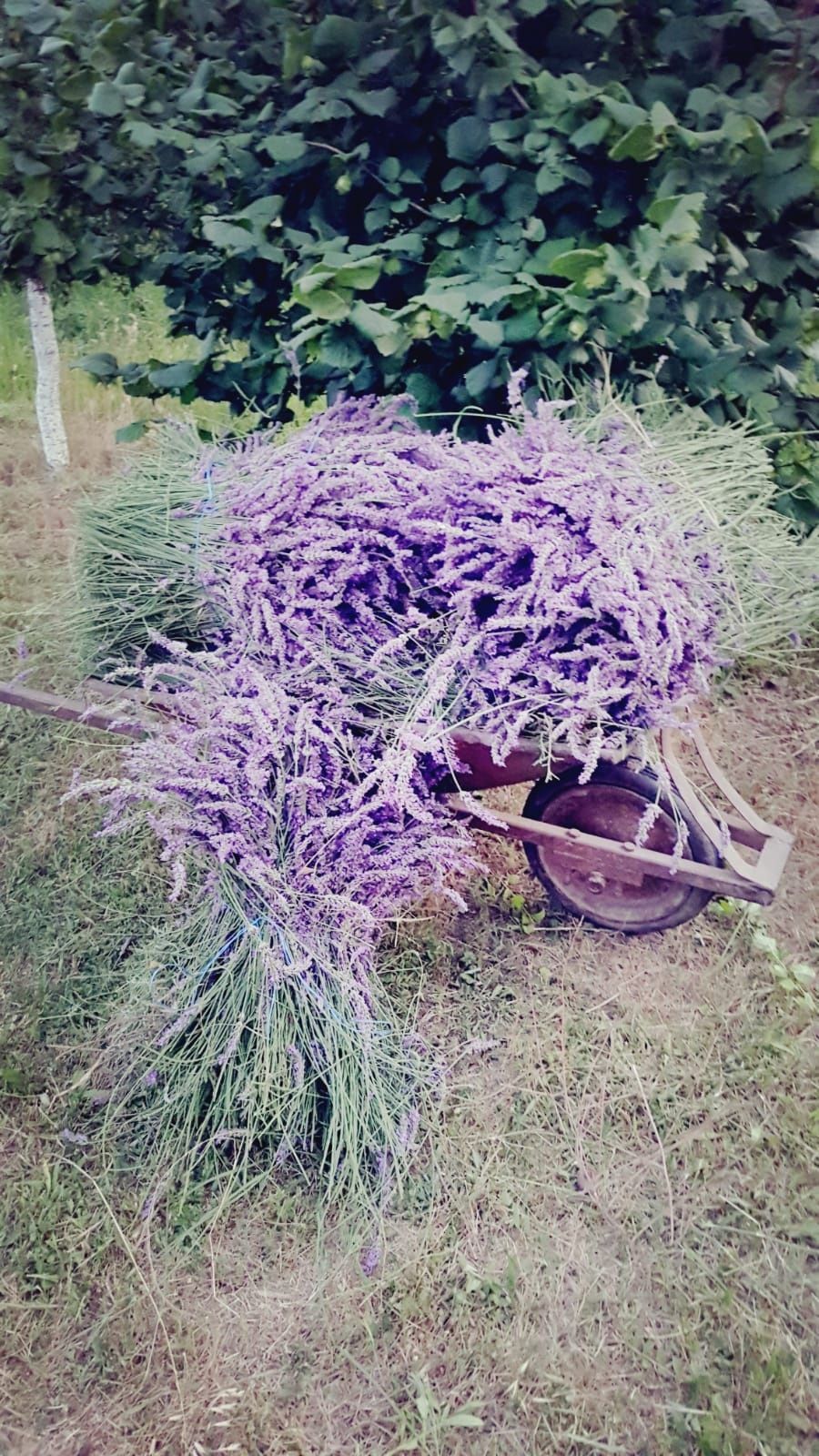 Flori lavanda uscata