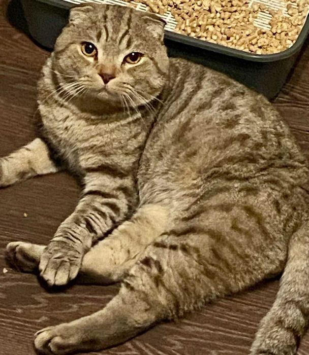 самец крупный вязка