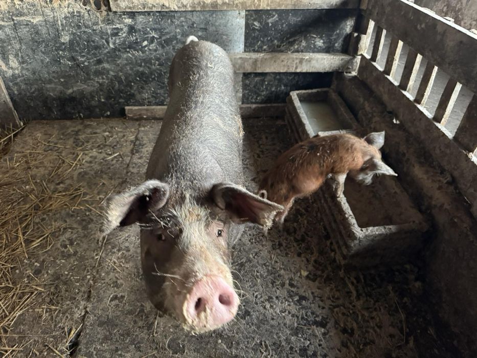 Свинкя и прасета