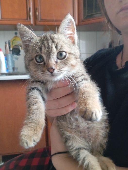 Отдам котенка в хорошие руки