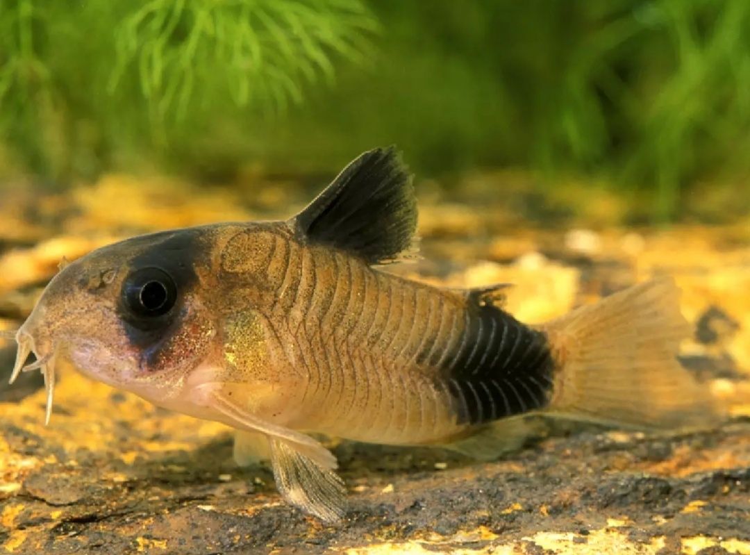 Corydoras panda baby