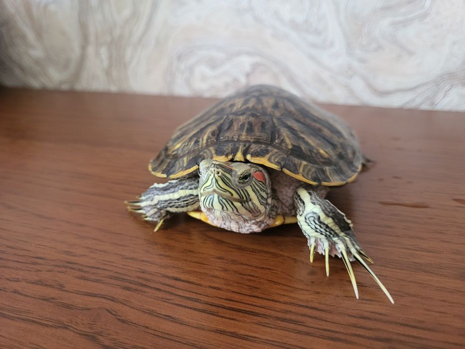 СРОЧНО Продам красноухих черепах с аквариумов и подставкой