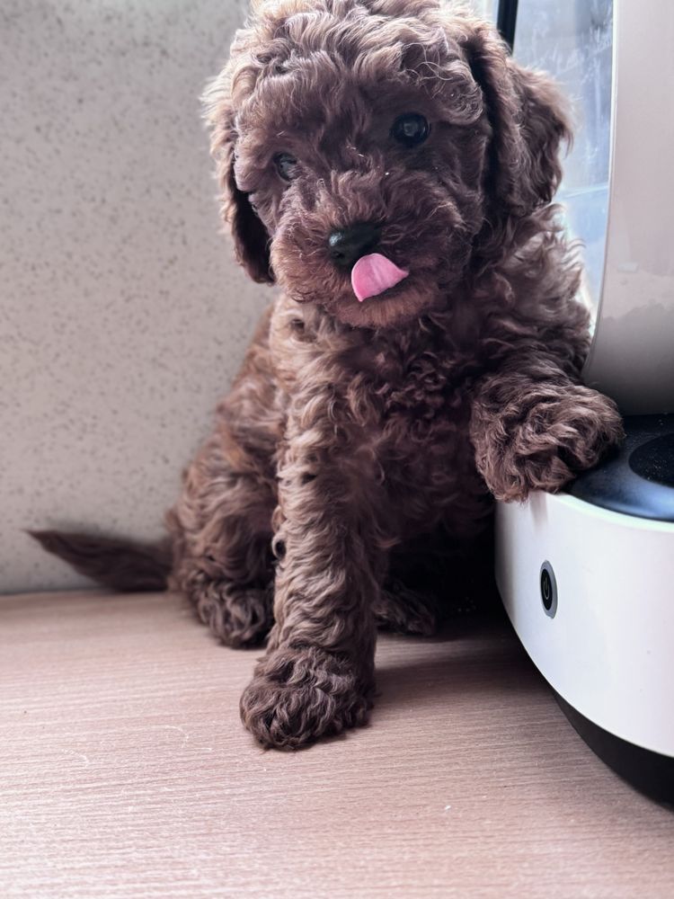 Пудел Той/Poodle Toy