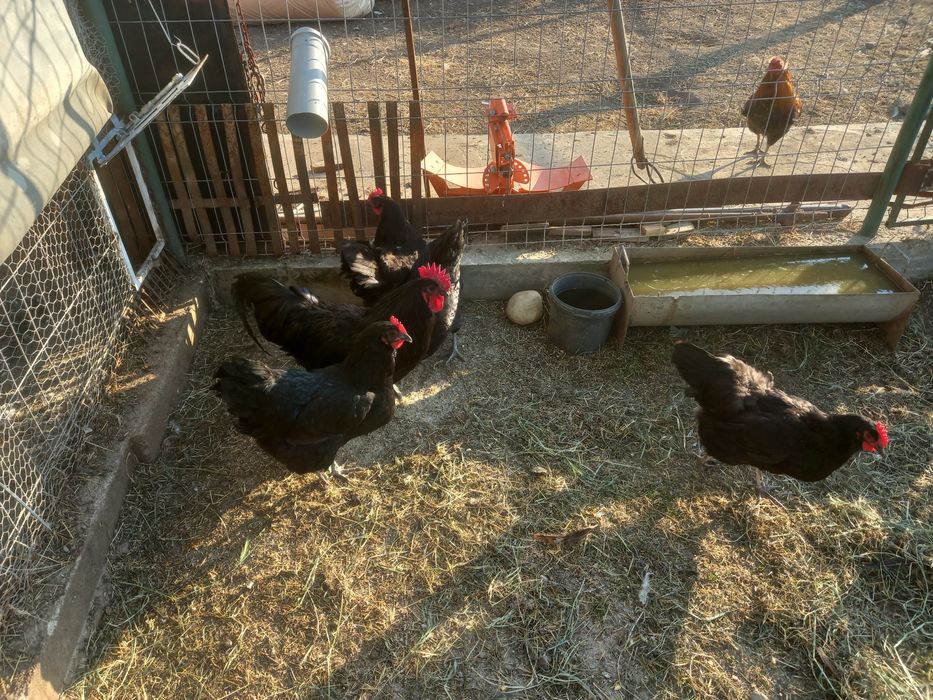 Vand  Australorp