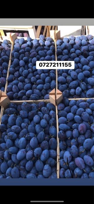 Vand prune de tuica palinca productie 2025