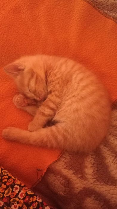 Продам котят крысоловов