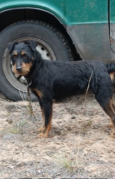 Продам ягдтерер рабочего