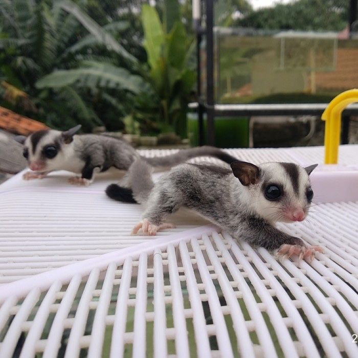 Sugar glider veverite zburatoare