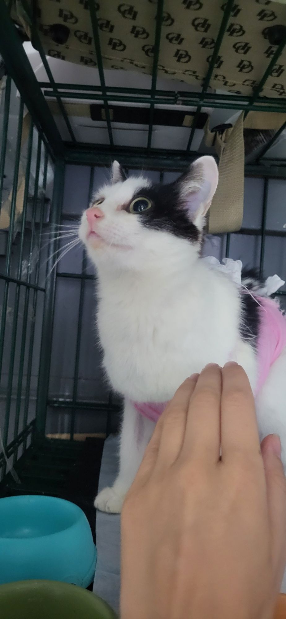 Кошка Луна ищет дом