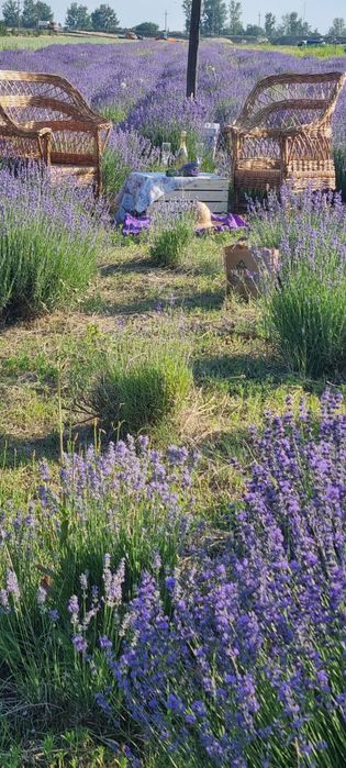 Tufa lavanda de 4 ani plantata