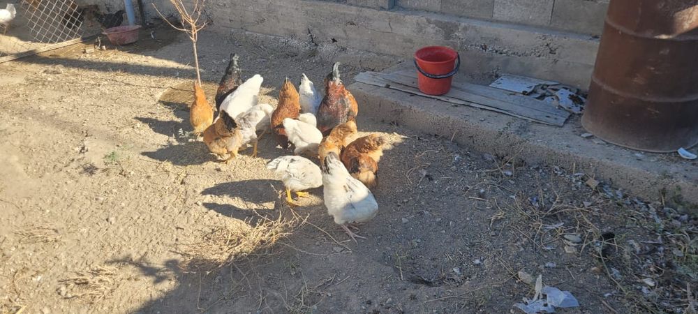 Продам куры ... домашних