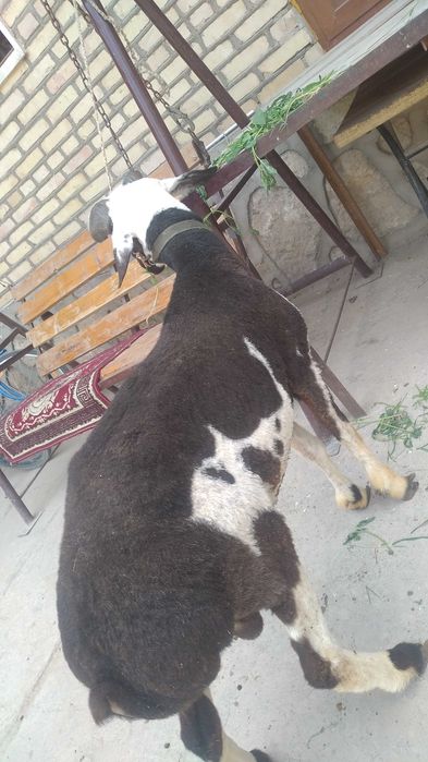 Arzon Semiz Chiroyli Har xil Qochqorlar sotiladi