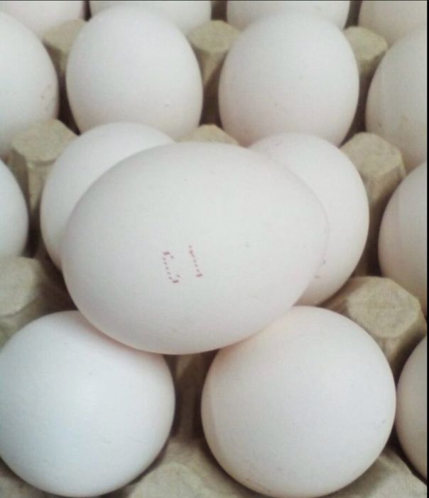 Продам яйца фабрика