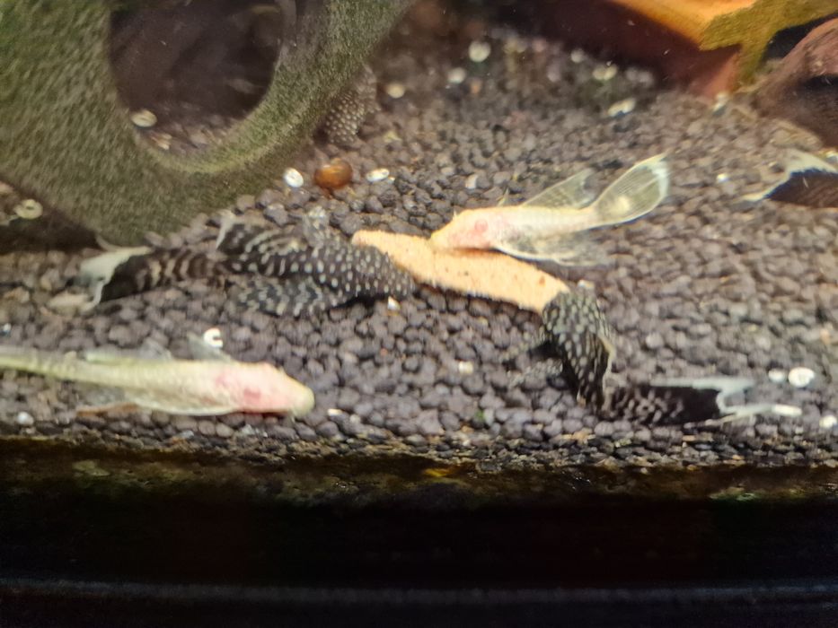 Рибки / гупи , плати , анциструси