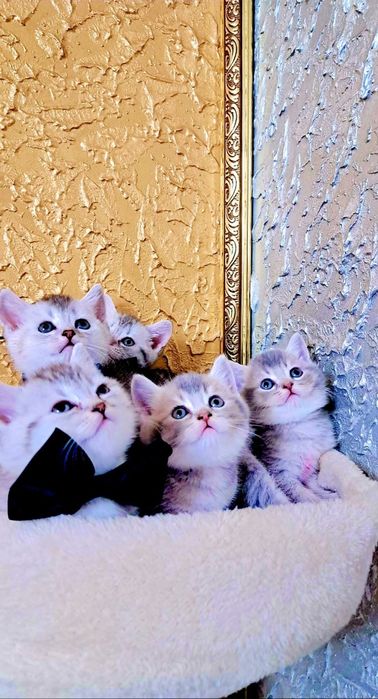 Vand pisici british shortair