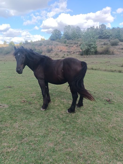 Vând 3 armăsari negri și o iapă