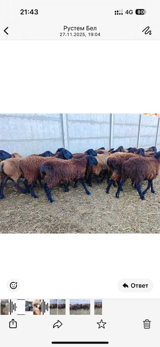 Ургашы токтылар!!!