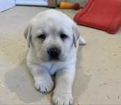Labrador retriever 950 lei