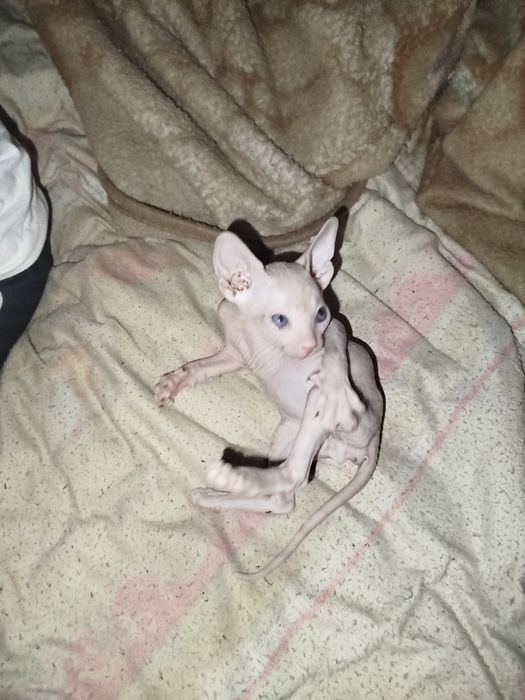 Продаю катёнка сфинкса