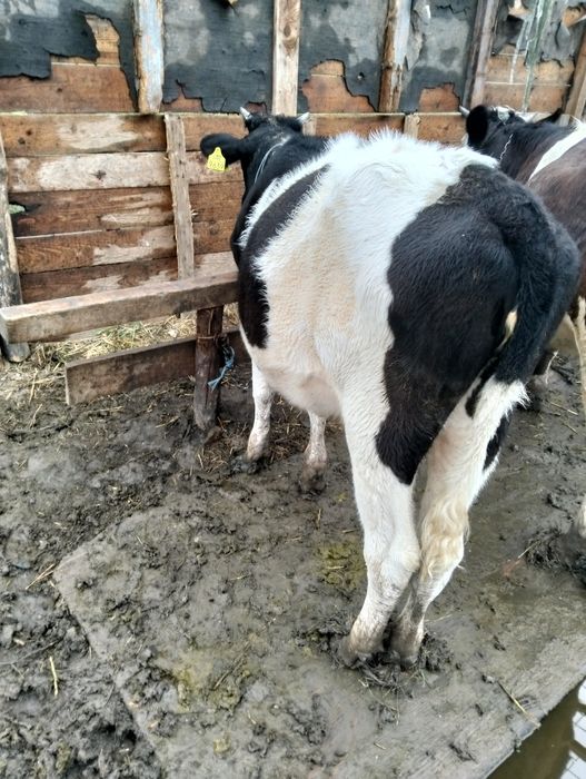 Vând vițică din mamă bună de lapte