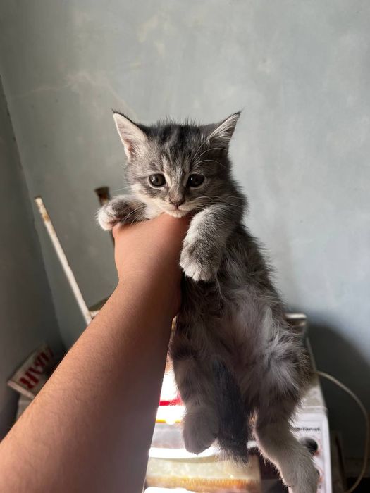 2oylikdan oshgan Scottish fold