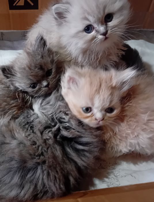 Персийски котки женски и мъжки