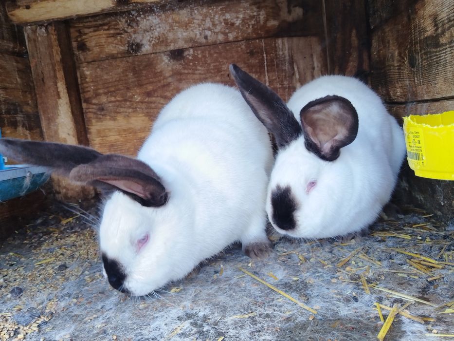 Iepuri, Gaini si Cocosi Brahma HD, Urias de Transilvania