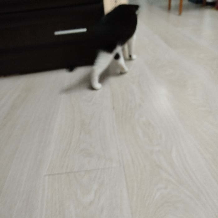 Кошечка ищет любящих хозяев