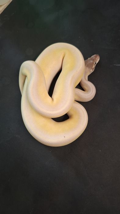 Кралски Питон Super Mojave YB