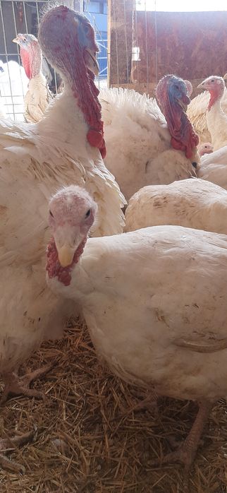 Vindem curcani crescuți bio