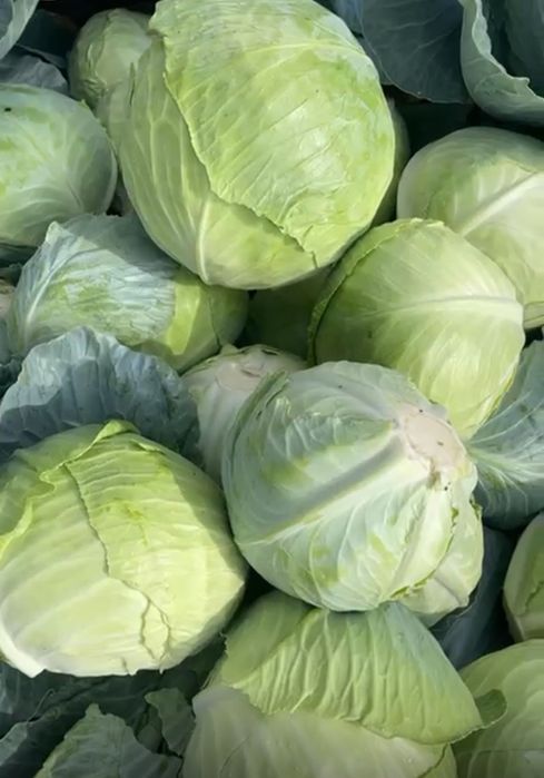 Продается Картофель морковь капуста