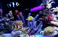 LED Cree Epistar цветни 1-100W,380-780nm изработка осветлениe аквариум