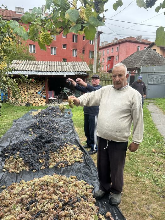 Struguri pentru vin productie 2025 din podgoriile Vrancei!