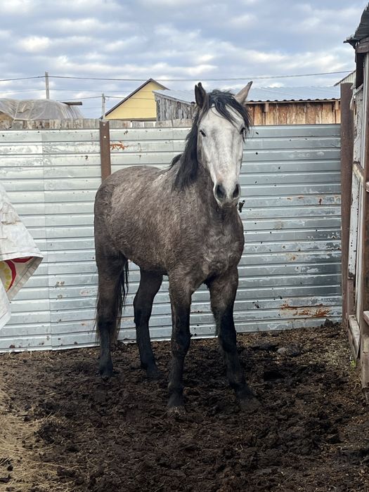 Жеребец обученный айғыр