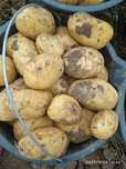 Продам картофель
