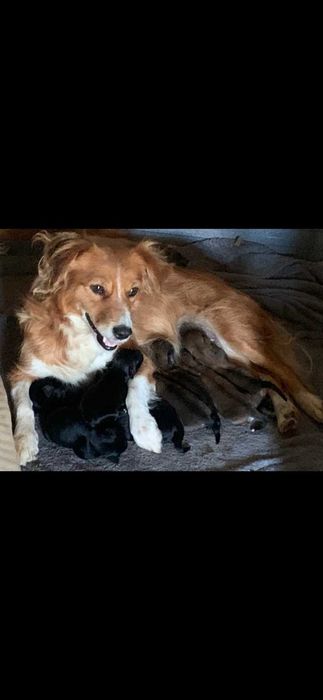 Donez cațeluș golden retriver cu metis