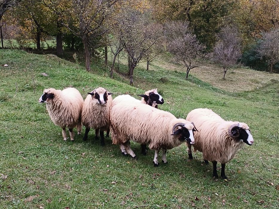 Vand 5 miei 4 miele si un bărbăcuț