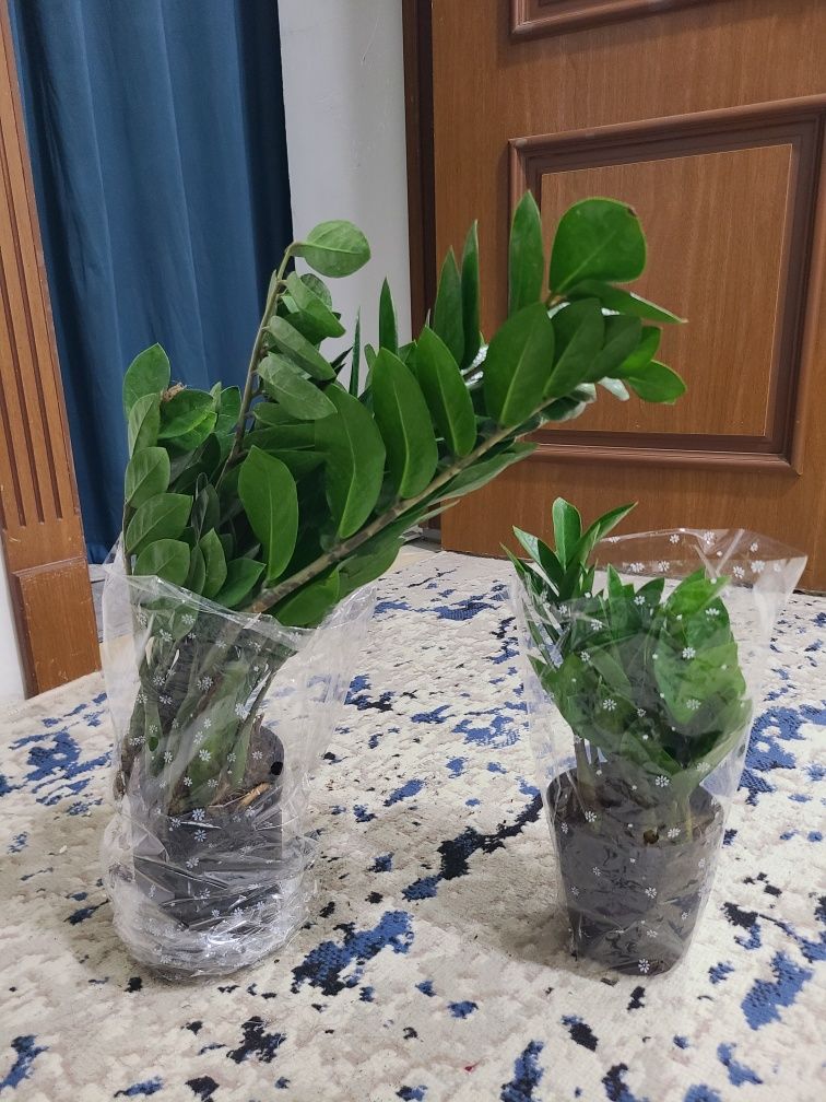 домашние цветы, комнатные цветы не дорого