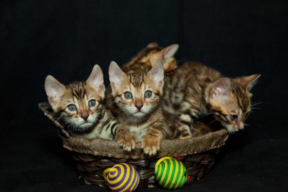 Бенгальские котята с документами