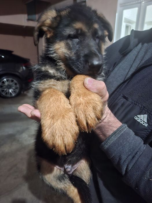 Продаются шенки чистокровных немецких овчарок