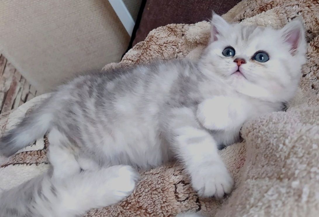 Британские котята