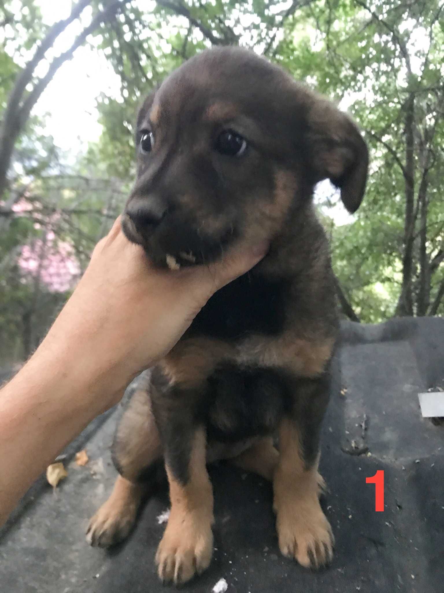 Щенки бесплатно, СРОЧНО!!!