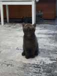 British shorthair Pui