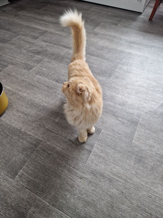 Чистый Шотландец: Элитный жених для идеальных котят!(На вязку)