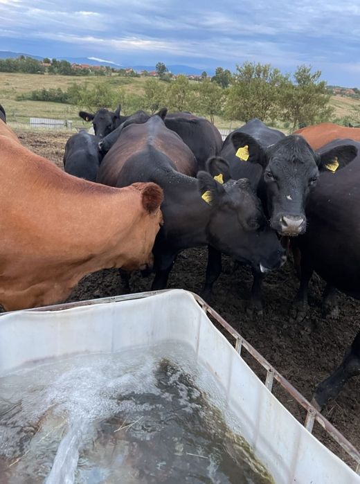 Vand vaci angus tinere cu certificat de orighine