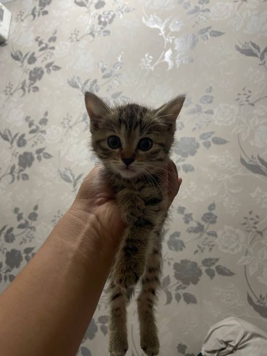 Mushuk sotiladi 200 ming kelishamiz...