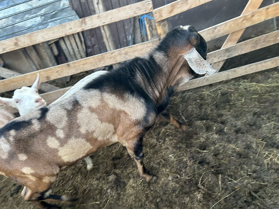 Vand tap anglo nubian