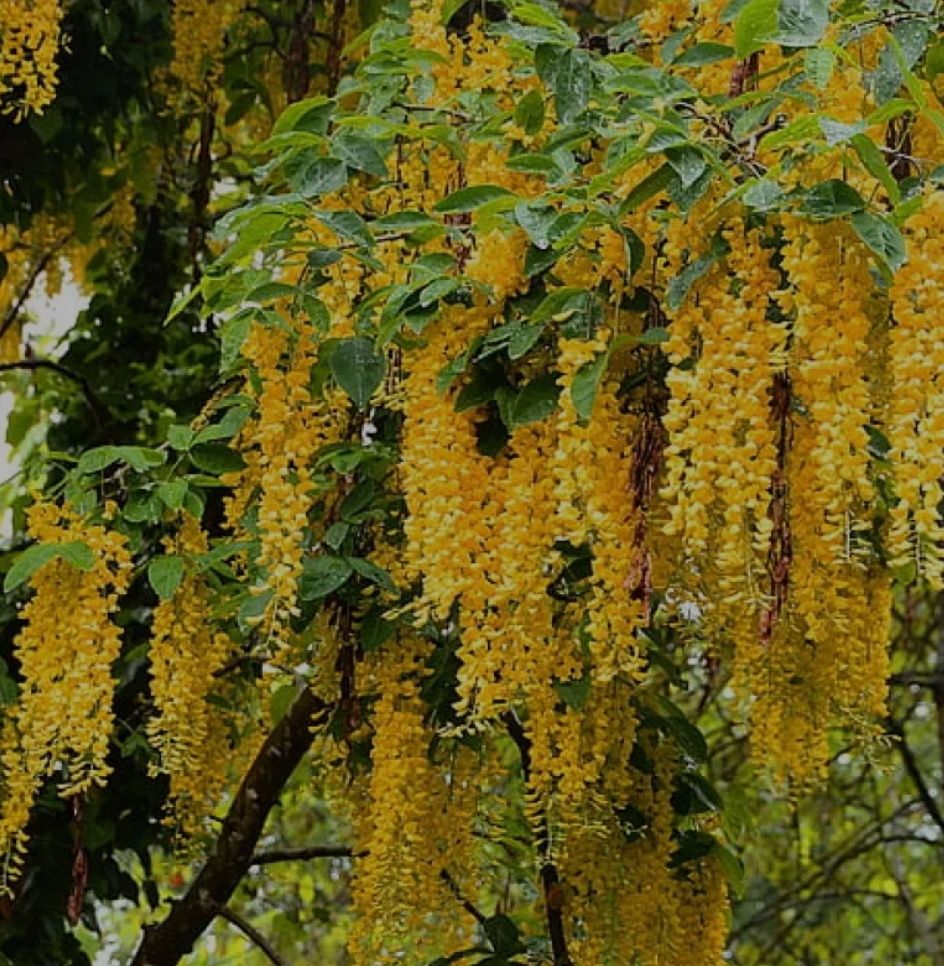 Glicina ( Wisteria )